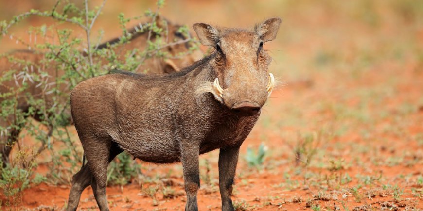 warthogs