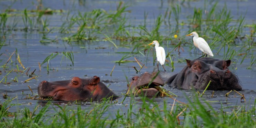 Virtahepo, Chobe