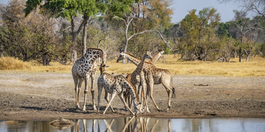  30/5000 Vesireikäkiirahvit, Botswana