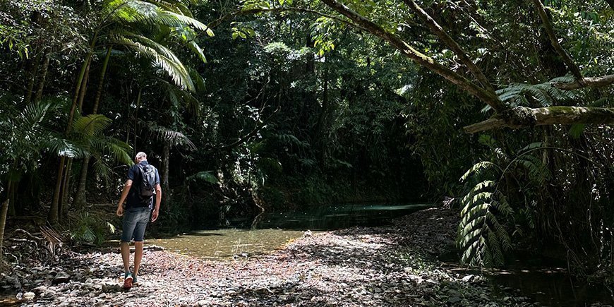 Mies seisoo Daintreen sademetsässä Australiassa