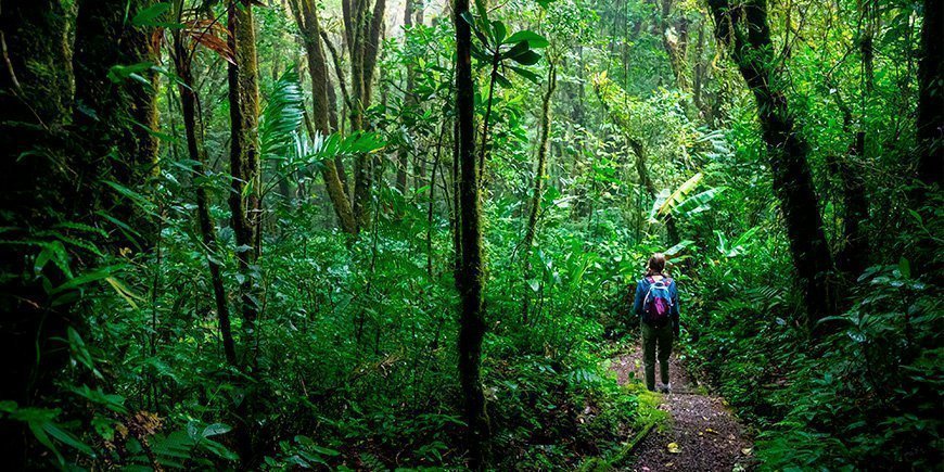 Tyttö kävelee Monteverden pilvimetsässä Costa Ricassa