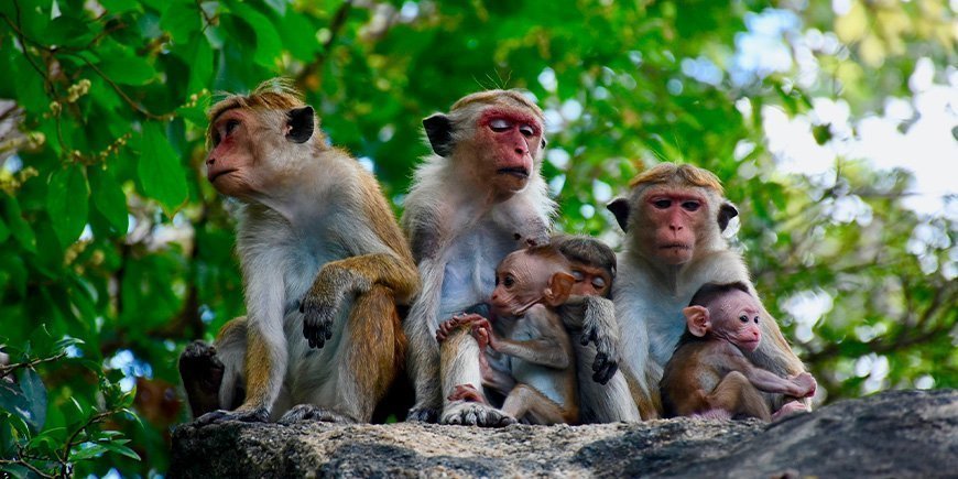 Makakkiapinoita Sri Lankassa