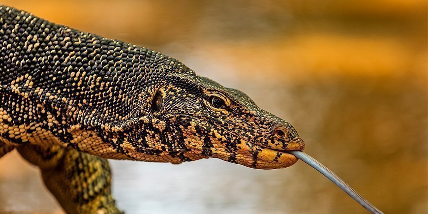 Varan Sri Lankassa