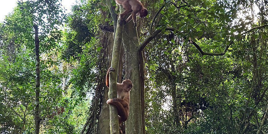 Kapusiiniapinoita puussa Perun Amazonissa