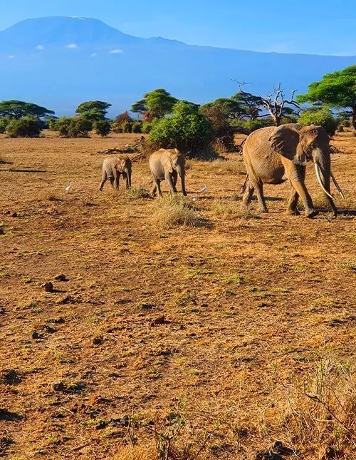 Kilimanjaron ympäristössä: safari, luonto ja kulttuuri Keniassa ja Tansaniassa