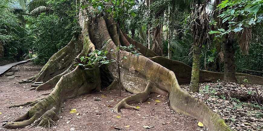 Jättimäinen puu Amazonilla Perussa