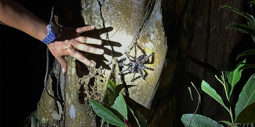 Tarantula puussa Perun Amazonissa