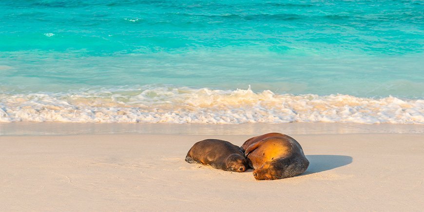 Kaksi hyljettä torkkuu rannalla Galapagos-saarilla Ecuadorissa.