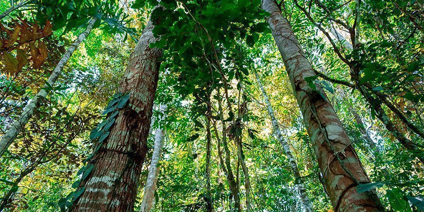 Rehevä ympäristö Tenassa Amazonin alueella Ecuadorissa.