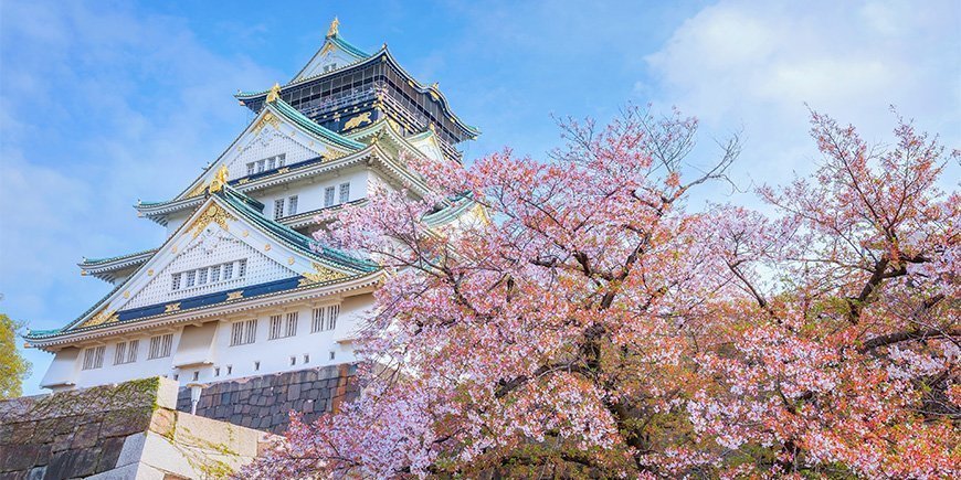 Kirsikankukkia Osakan linnassa Japanissa.