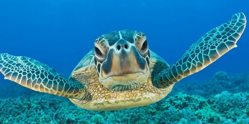 Merikilpikonna vedessä Galapagos-saarilla