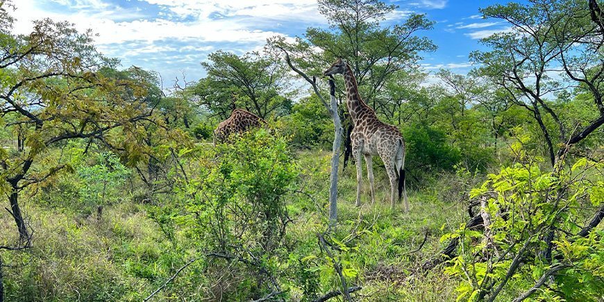 Kirahvi Krugerin kansallispuistossa marraskuussa