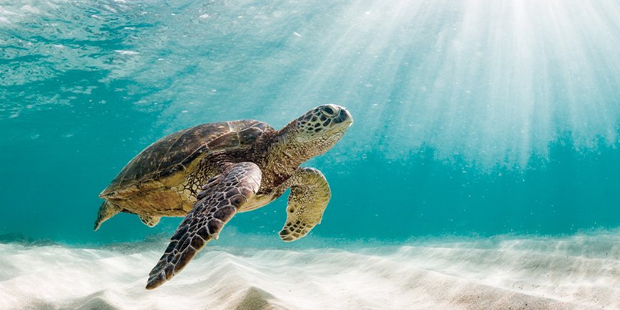 Vihreä merikilpikonna Galapagos-saarten vesillä.