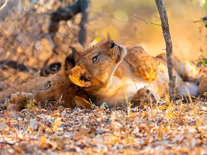 Etelä-Tansania: Fly in-safari Nyereressä ja Ruahassa