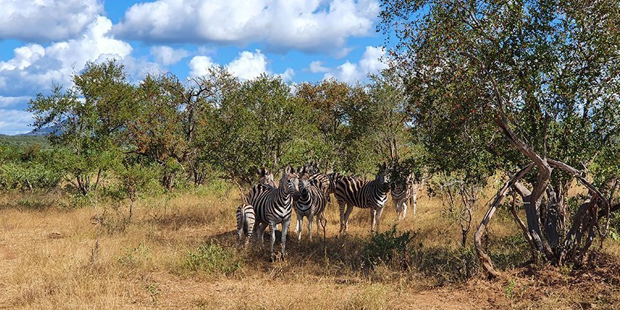 Seeprat Krugerissa helmi-maaliskuussa