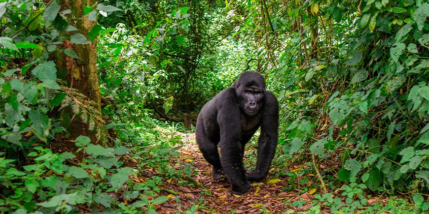 Gorillakävelyä polulla Bwindissä, Ugandassa