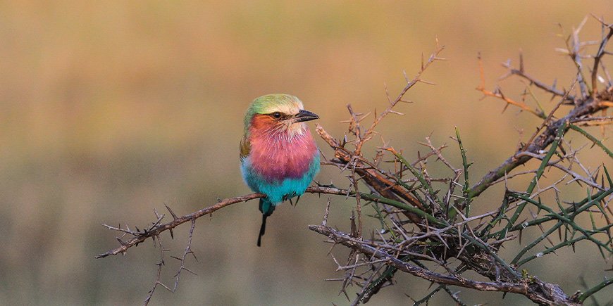 Purppurarintainen hirvikyyhky Tansaniassa