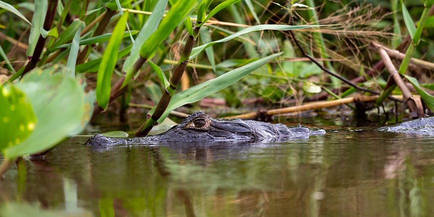 Kaimaani joessa Pantanalissa, Brasiliassa.