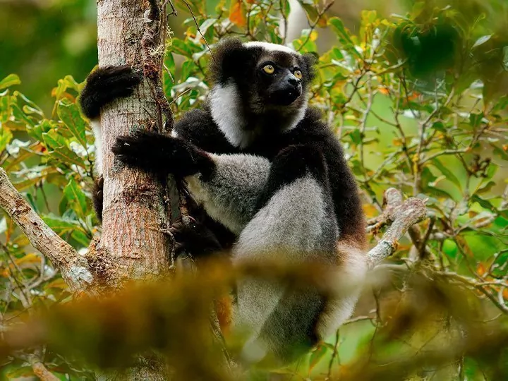 Kenia, Madagaskar & rantaloma Mauritiuksella