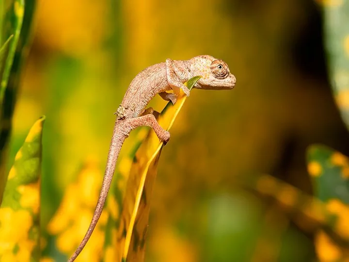 Luonto, kulttuuri ja makit Madagaskarilla