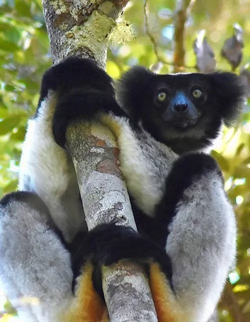 Madagaskarin makit & rantaloma Mauritiuksella