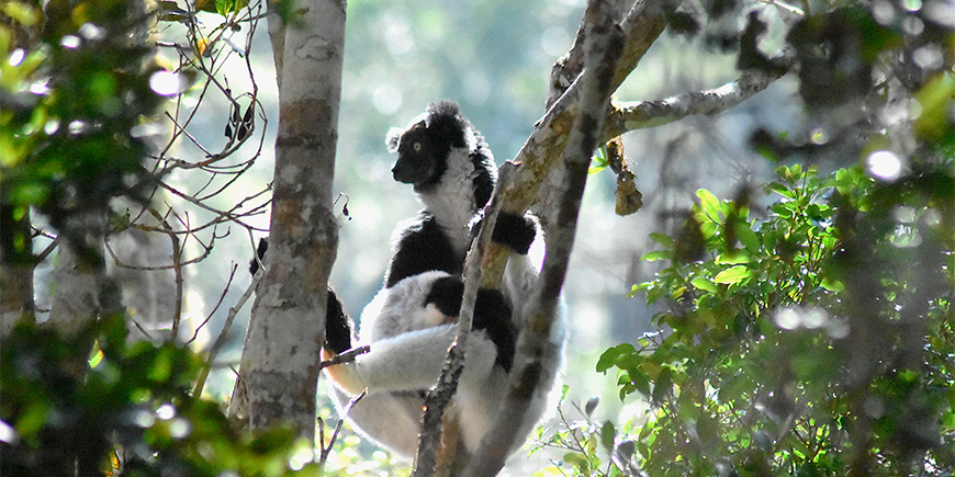 Indri-lemuri puussa Madagaskarissa.