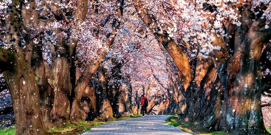 Kirsikankukkia Kiotossa, Japanissa