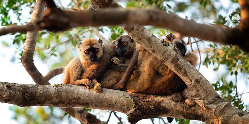 Ryhmä ruskeita makeita metsässä Madagaskarissa.