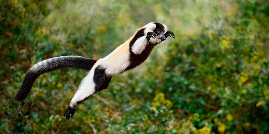 Mustavalkoinen karvainen maki hyppii puiden välissä Madagaskarissa.