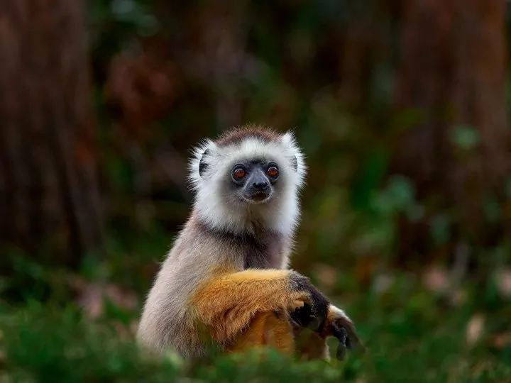 Madagaskarin kohokohdat & rantaloma Anakaossa