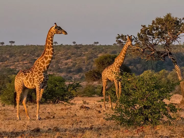 Safari Etelä-Afrikassa & makit Madagaskarilla