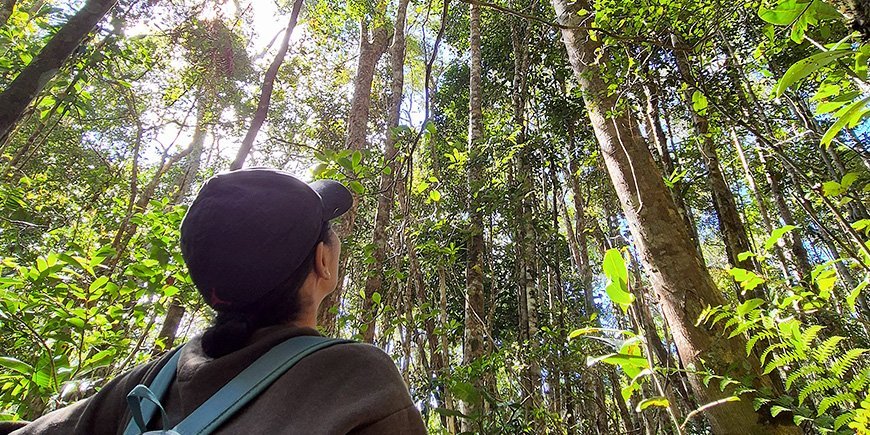 Nainen etsii puista makeita Madagaskarissa