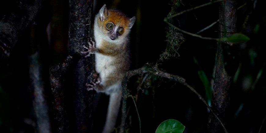 Hiirimakru istuu puussa Madagaskarissa