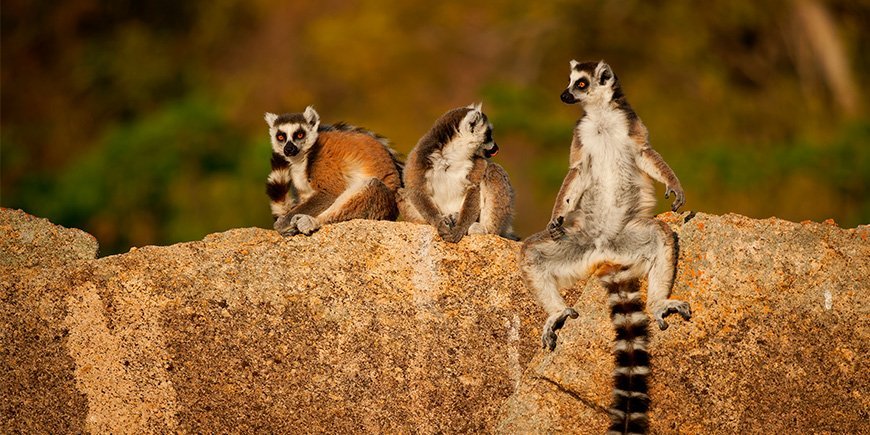 Madagaskarissa hengailee rengasvarsi-lemureita