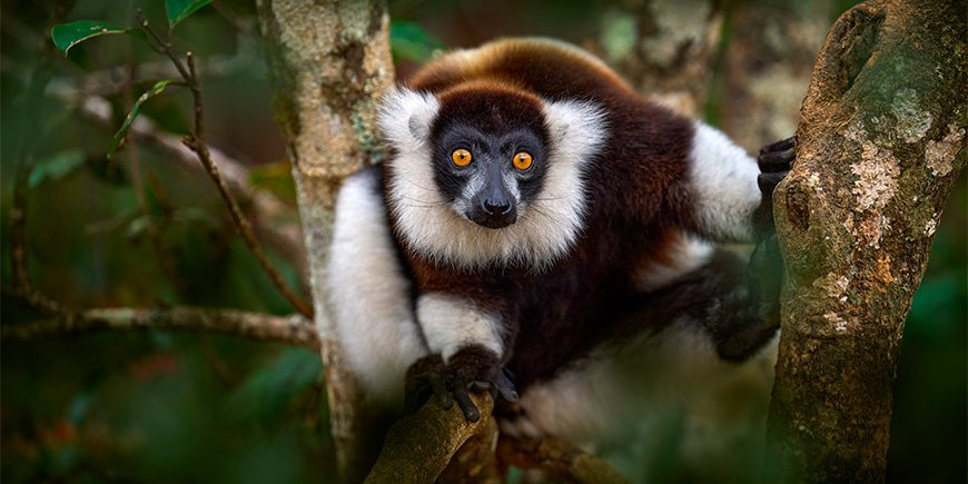 Lähikuva makuista Andasibe-Mantadian kansallispuistossa Madagaskarissa.